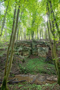 Berdorf Mullerthal Lüksemburg 'da Kum Taşı kaya oluşumları ile güzel yeşil orman yürüyüş yolu.