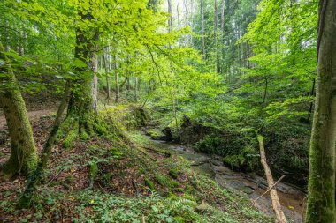 Berdorf Mullerthal Lüksemburg 'da Kum Taşı kaya oluşumları ile güzel yeşil orman yürüyüş yolu.