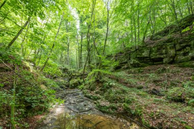 Berdorf Mullerthal Lüksemburg 'da Kum Taşı kaya oluşumları ile güzel yeşil orman yürüyüş yolu.
