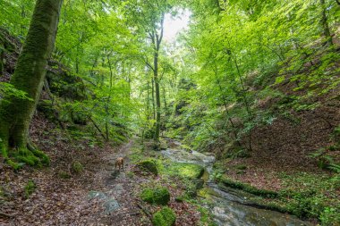 Berdorf Mullerthal Lüksemburg 'da Kum Taşı kaya oluşumları ile güzel yeşil orman yürüyüş yolu.