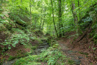 Berdorf Mullerthal Lüksemburg 'da Kum Taşı kaya oluşumları ile güzel yeşil orman yürüyüş yolu.