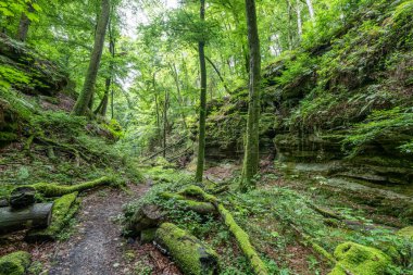 Berdorf Mullerthal Lüksemburg 'da Kum Taşı kaya oluşumları ile güzel yeşil orman yürüyüş yolu.