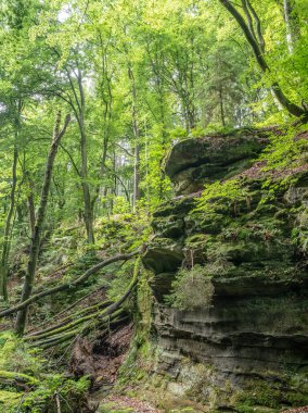 Berdorf Mullerthal Lüksemburg 'da Kum Taşı kaya oluşumları ile güzel yeşil orman yürüyüş yolu.