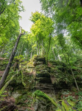 Berdorf Mullerthal Lüksemburg 'da Kum Taşı kaya oluşumları ile güzel yeşil orman yürüyüş yolu.