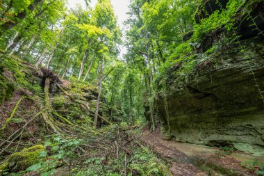 Berdorf Mullerthal Lüksemburg 'da Kum Taşı kaya oluşumları ile güzel yeşil orman yürüyüş yolu.