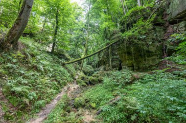 Berdorf Mullerthal Lüksemburg 'da Kum Taşı kaya oluşumları ile güzel yeşil orman yürüyüş yolu.