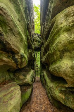Berdorf Mullerthal Lüksemburg 'da Kum Taşı kaya oluşumları ile güzel yeşil orman yürüyüş yolu.