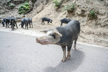 Kırsal bölgedeki sevimli vahşi yaşam Nustral domuzları, Evisa, Korsika, Fransa. Corse 'daki Porcu Nustrale yollarda tehlike.