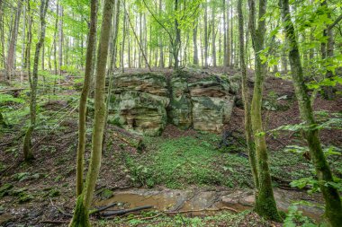 Berdorf Mullerthal Lüksemburg 'da Kum Taşı kaya oluşumları ile güzel yeşil orman yürüyüş yolu.