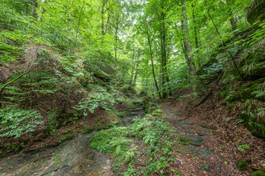 Berdorf Mullerthal Lüksemburg 'da Kum Taşı kaya oluşumları ile güzel yeşil orman yürüyüş yolu.