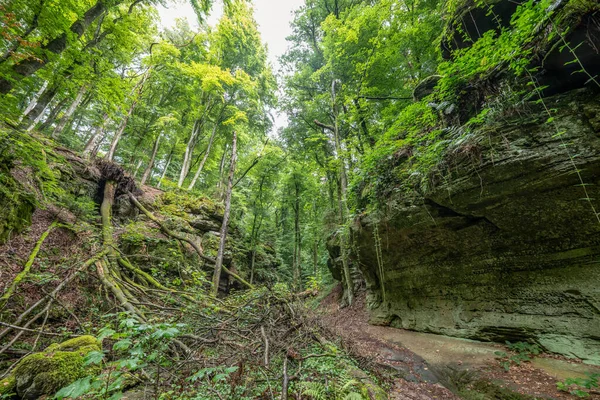 Berdorf Mullerthal Lüksemburg 'da Kum Taşı kaya oluşumları ile güzel yeşil orman yürüyüş yolu.