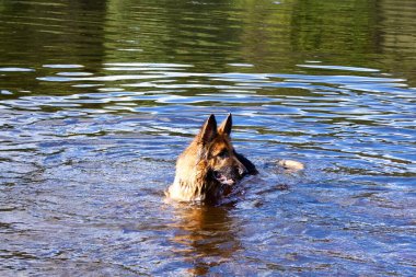 Nehirde yüzen bir Alman kurdu, ıslak kürkü gün ışığında parlıyor. Köpek soğuk suyun tadını çıkarıyor, neşe, enerji ve özgürlük atmosferi yaratıyor..