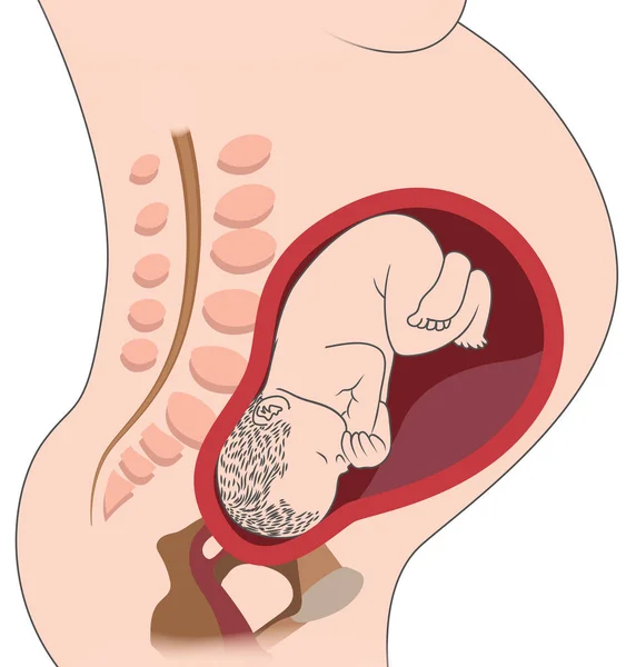 Baby fetus v břiše těhotné ženy na břišním obrázku — Stockový vektor