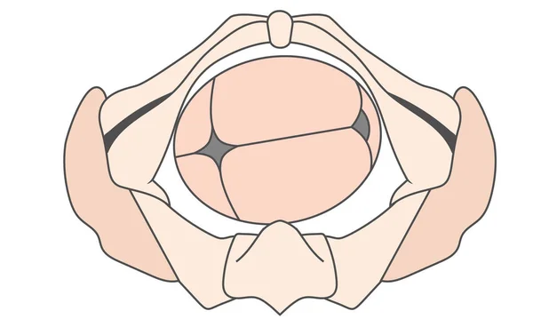 Occipucio izquierdo Transverse jalá posición fetal bebé pelvis ROT Rig — Archivo Imágenes Vectoriales