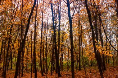 Park Ormanı Illinois 'de Renkli Sonbahar Ormanı