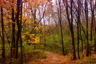 Park Ormanı Illinois 'de Renkli Sonbahar Ormanı