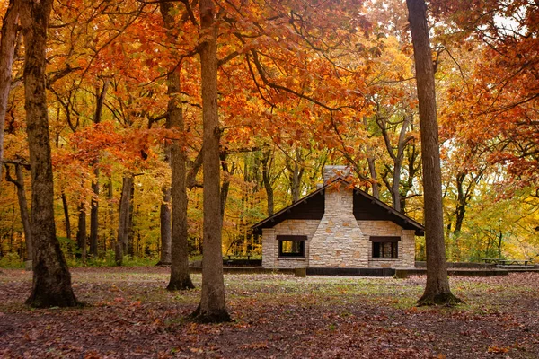 Park Ormanı Illinois 'de Renkli Sonbahar Ormanı
