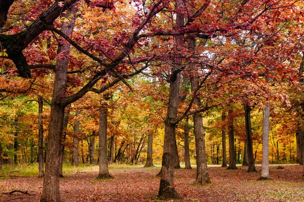 Park Ormanı Illinois 'de Renkli Sonbahar Ormanı