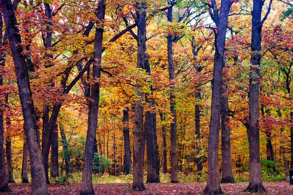 Park Ormanı Illinois 'de Renkli Sonbahar Ormanı