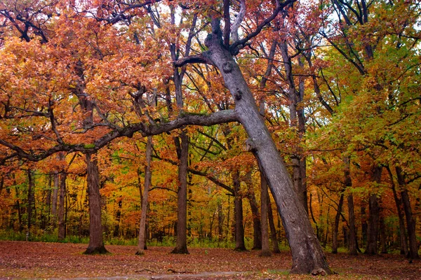 Park Ormanı Illinois 'de Renkli Sonbahar Ormanı