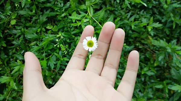 Beyaz el ve arka planı yeşil çiçek — Stok fotoğraf