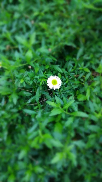 Biały kwiat z zielonym tłem — Zdjęcie stockowe