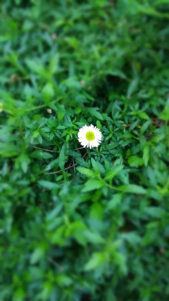 Witte bloem met groene achtergrond — Stockfoto