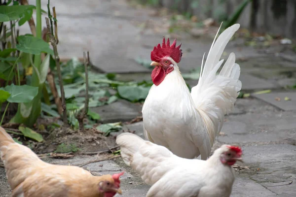 Bantam Hühner Laufen Frei Hinterhof Ein Neuer Normaler Lebensstil — Stockfoto