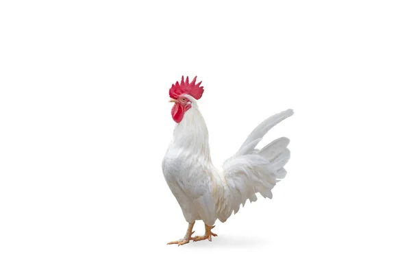 Bantum Csirke Elszigetelt Fehér Alapon Nyírás Útvonal — Stock Fotó