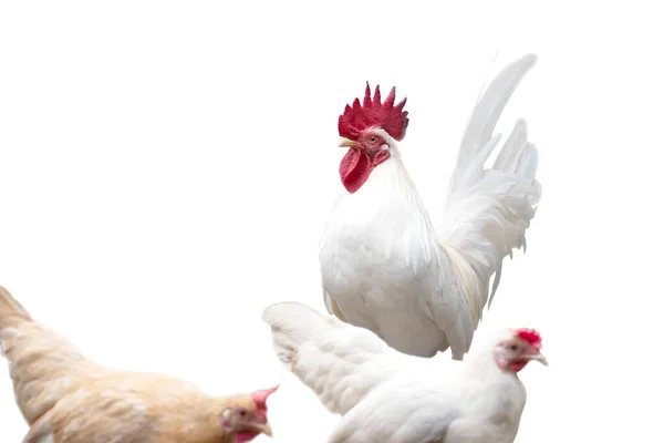 Bantum Kurczaka Izolowane Białym Tle Ścieżką Wycinania — Zdjęcie stockowe