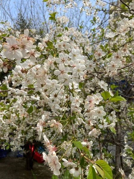 Voorjaarsbloeiende Bomen Sakura Natura — Stockfoto