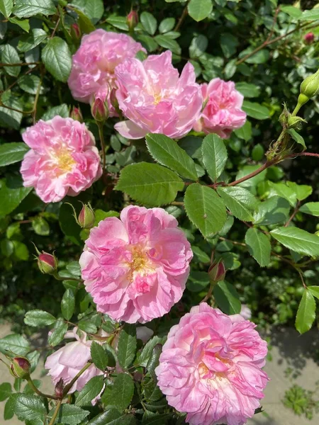 Arrangement Des Fleurs Roses Dans Jardin — Photo