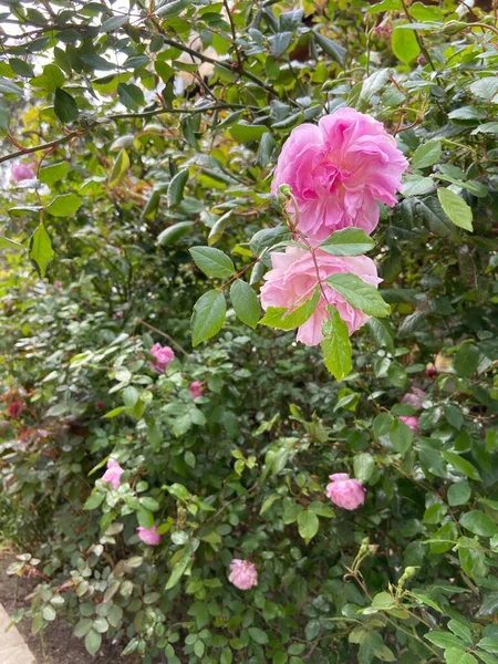 Flower Arrangement Roses Garden — Stock Photo, Image