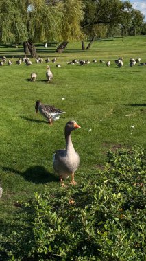 Büyük yeşil bir arazide bir sürü güzel kaz