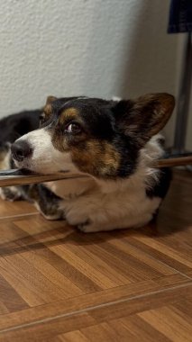 Corgi köpeği kameraya bakıyor.