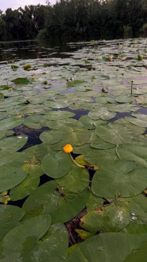 Yapraklarda güzel sarı su çiçeği