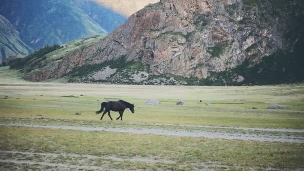 Caballo a pie. El caballo se mueve lentamente sobre el fondo en las montañas Altay — Vídeos de Stock