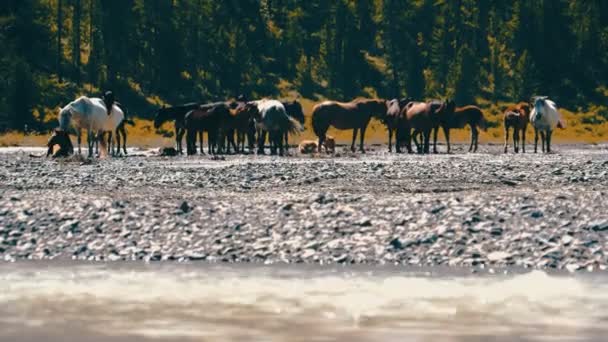 Kuda Berjalan. Kuda bergerak perlahan-lahan terhadap latar belakang di pegunungan Altay — Stok Video