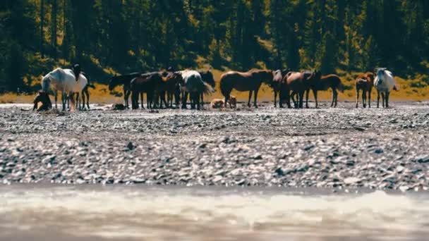 Caballo a pie. El caballo se mueve lentamente sobre el fondo en las montañas Altay — Vídeo de stock