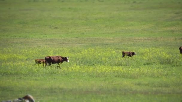 Horská krajina Altay. Letní horské scenérie. Zelené trávě pokrývá velké údolí, ležící mezi zasněženými vrcholky vzdálených hor. Bílá hnědé krávy pasoucí se volně. — Stock video
