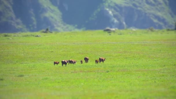 Mountain Altay Landscape. The summer mountain scenery. The green grass covers a large valley located between the snow-capped peaks of distant mountains. The white-brown cows grazing freely. — Stock Video