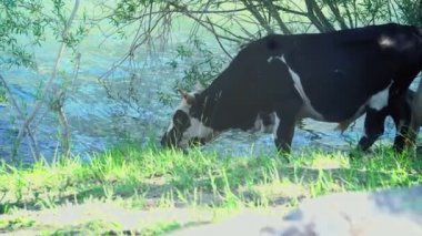 Dağ Altay manzara. Yaz dağ manzarası. Yeşil çim arasında uzak dağların zirveleri karla kaplı bulunan büyük bir vadi kapsar. Serbestçe otlatma beyaz-kahverengi inek.