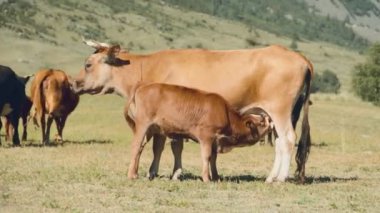 Dağ Altay manzara. Yaz dağ manzarası. Yeşil çim arasında uzak dağların zirveleri karla kaplı bulunan büyük bir vadi kapsar. Serbestçe otlatma beyaz-kahverengi inek.