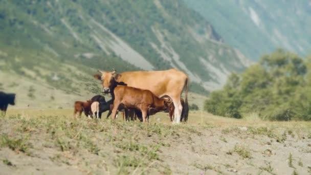 Horská krajina Altay. Letní horské scenérie. Zelené trávě pokrývá velké údolí, ležící mezi zasněženými vrcholky vzdálených hor. Bílá hnědé krávy pasoucí se volně. — Stock video