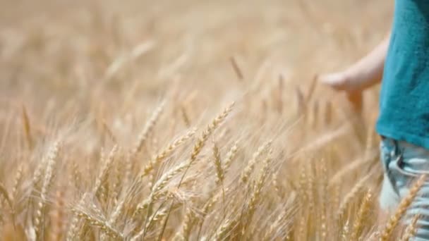 小麦畑で走る美少女 — ストック動画