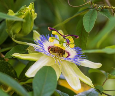 Sıcak yaz çiçeğin üzerine oturmuş yemek yiyor..