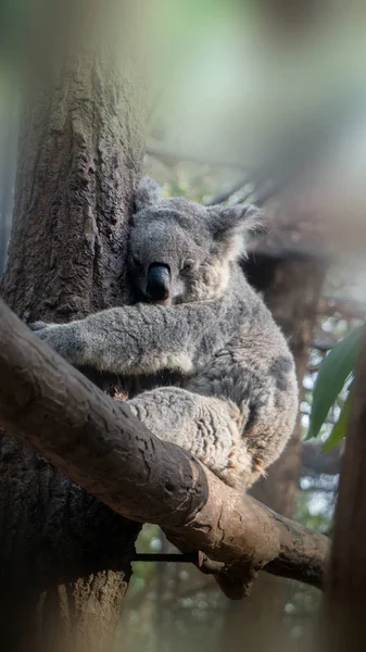 Australischer Koala Schläft Auf Dem Baum Hintergrund Verwischt Fokus — Stockfoto