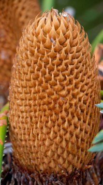 Zingiber zerumbet. Bitkisel Tıp alanında kullanılan acı zencefil, şampuan zencefil.