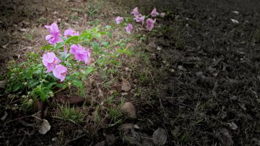 Pembe çiçek. Bahçede yalnız ruh hali.