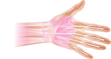 İnsan el ve parmak kemiği anatomisi. Üstten görünüm.